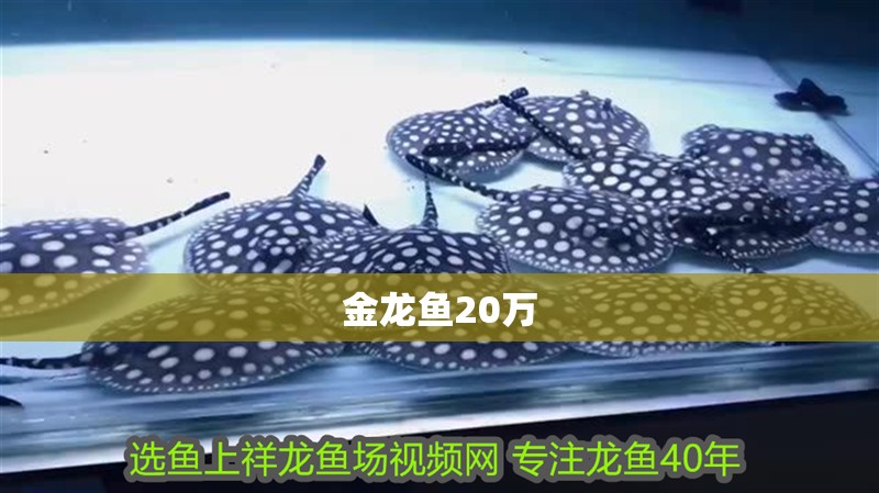 金龍魚20萬