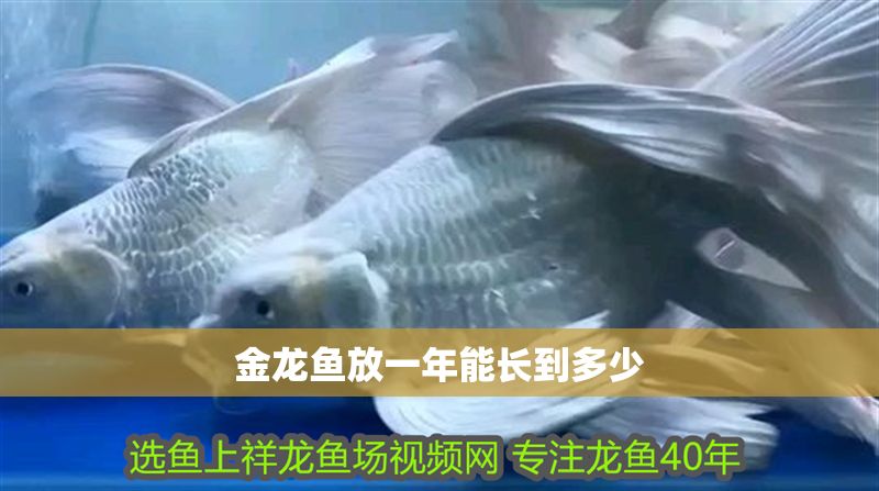 金龍魚放一年能長到多少