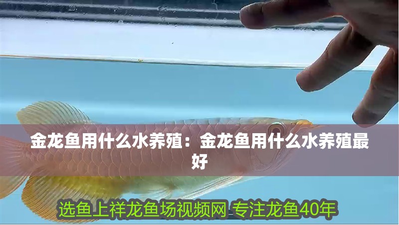 金龍魚用什么水養(yǎng)殖：金龍魚用什么水養(yǎng)殖最好