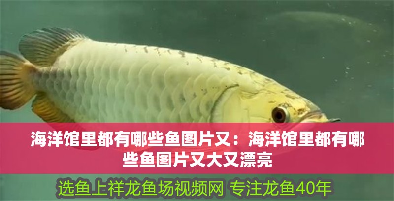 海洋館里都有哪些魚圖片又：海洋館里都有哪些魚圖片又大又漂亮