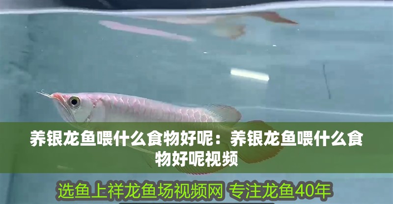 養銀龍魚喂什么食物好呢：養銀龍魚喂什么食物好呢視頻