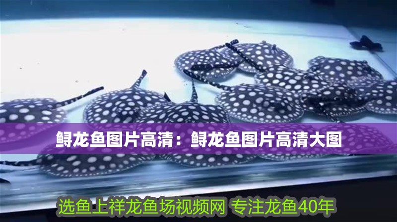 鱘龍魚圖片高清：鱘龍魚圖片高清大圖