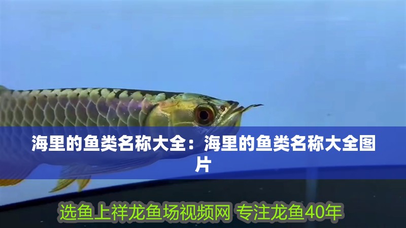 海里的魚類名稱大全：海里的魚類名稱大全圖片