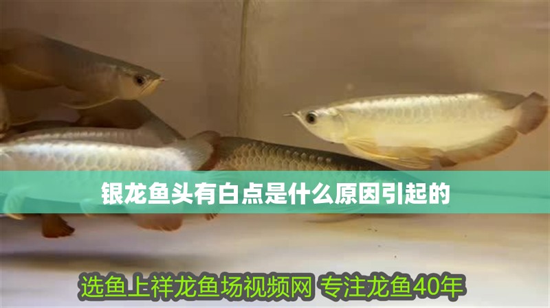 銀龍魚頭有白點是什么原因引起的