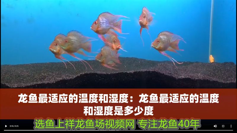 龍魚最適應(yīng)的溫度和濕度：龍魚最適應(yīng)的溫度和濕度是多少度