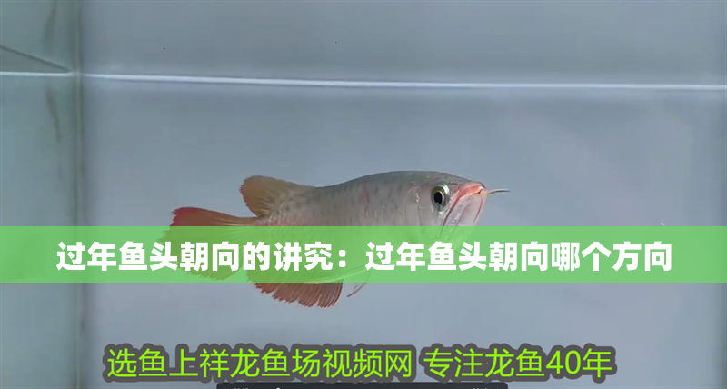 過年魚頭朝向的講究：過年魚頭朝向哪個方向