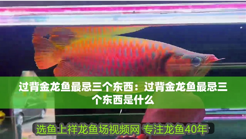 過背金龍魚最忌三個東西:過背金龍魚最忌三個東西是什么