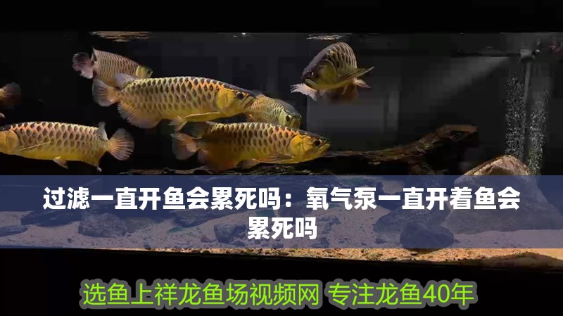 過濾一直開魚會累死嗎：氧氣泵一直開著魚會累死嗎