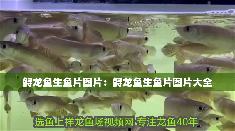 鱘龍魚生魚片圖片：鱘龍魚生魚片圖片大全