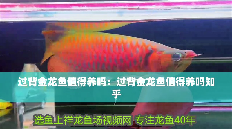 過背金龍魚值得養(yǎng)嗎：過背金龍魚值得養(yǎng)嗎知乎