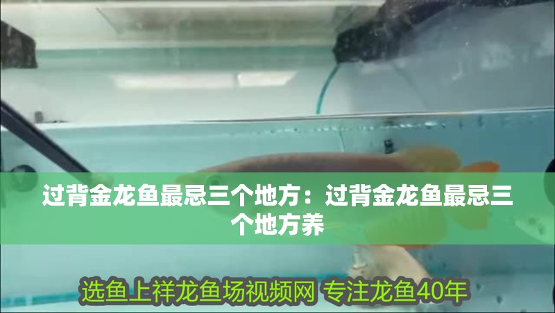 過(guò)背金龍魚(yú)最忌三個(gè)地方：過(guò)背金龍魚(yú)最忌三個(gè)地方養(yǎng)