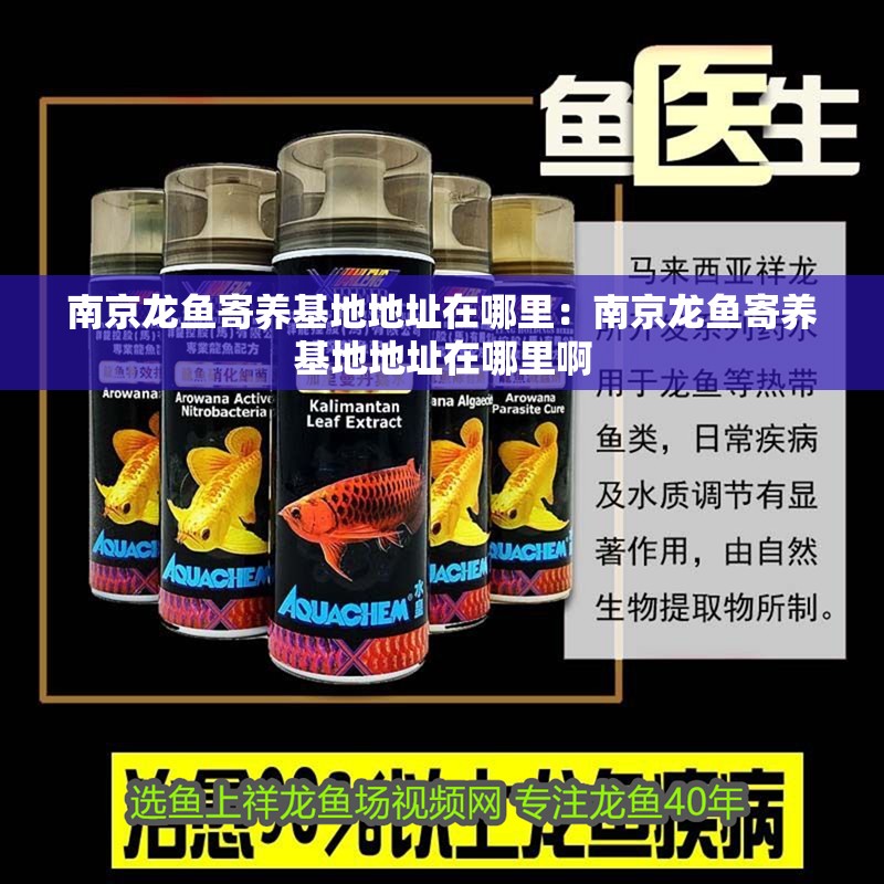 南京龍魚寄養基地地址在哪里：南京龍魚寄養基地地址在哪里啊