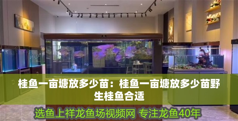 桂魚一畝塘放多少苗：桂魚一畝塘放多少苗野生桂魚合適