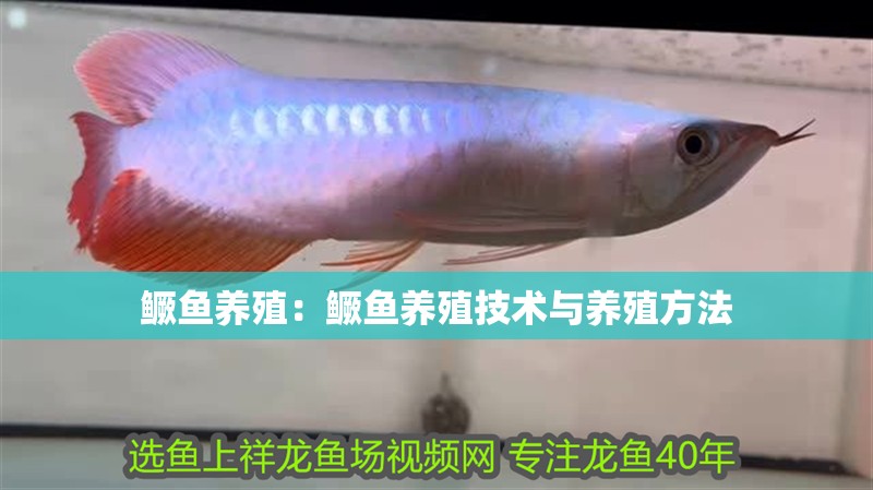 鱖魚養殖：鱖魚養殖技術與養殖方法