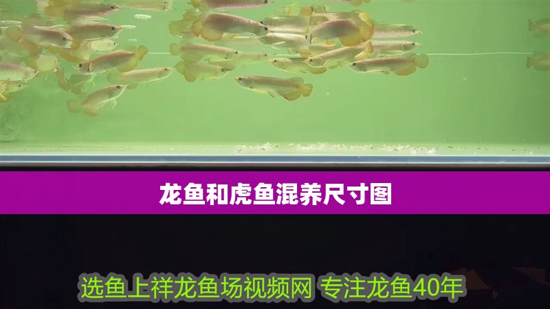 龍魚和虎魚混養尺寸圖