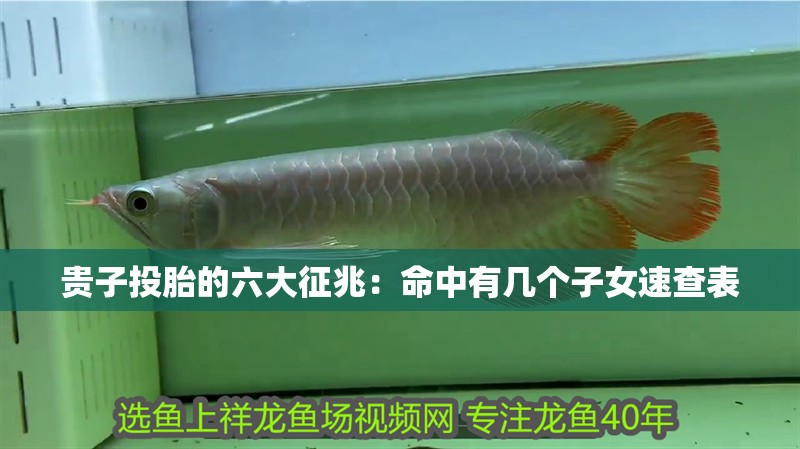 貴子投胎的六大征兆:命中有幾個(gè)子女速查表
