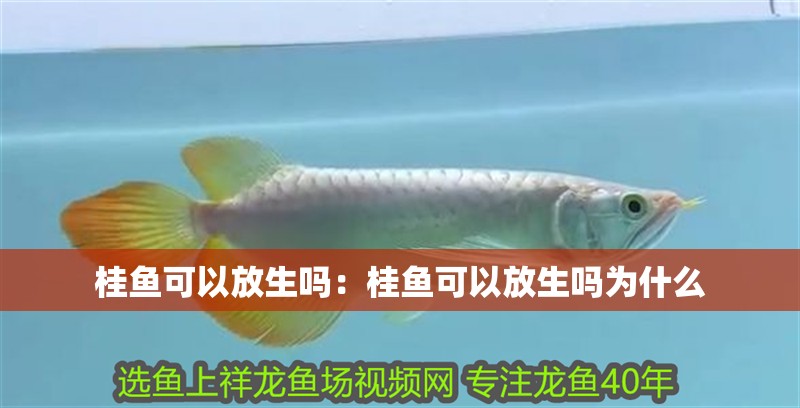 桂魚可以放生嗎：桂魚可以放生嗎為什么