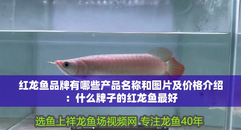 紅龍魚品牌有哪些產品名稱和圖片及價格介紹：什么牌子的紅龍魚最好