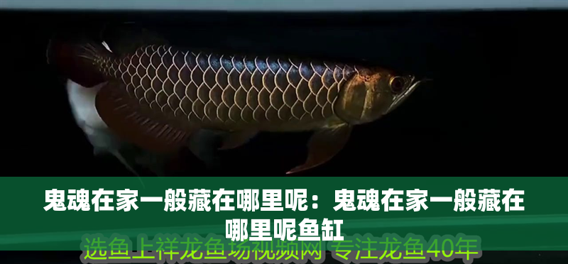 鬼魂在家一般藏在哪里呢：鬼魂在家一般藏在哪里呢魚缸