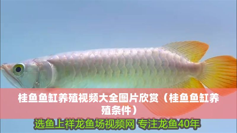 桂魚魚缸養殖視頻大全圖片欣賞（桂魚魚缸養殖條件）