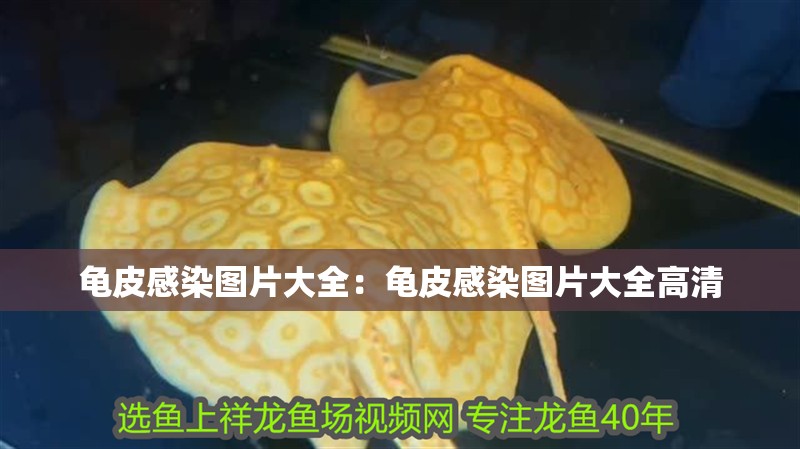 龜皮感染圖片大全：龜皮感染圖片大全高清