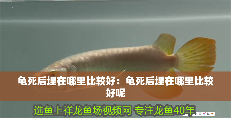 龜死后埋在哪里比較好：龜死后埋在哪里比較好呢