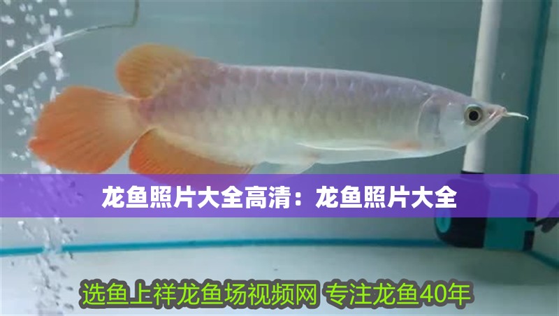龍魚照片大全高清：龍魚照片大全