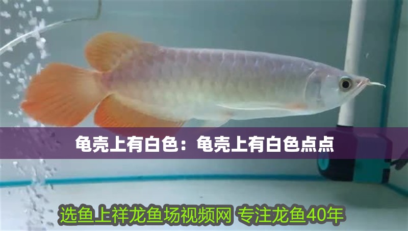 龜殼上有白色：龜殼上有白色點點