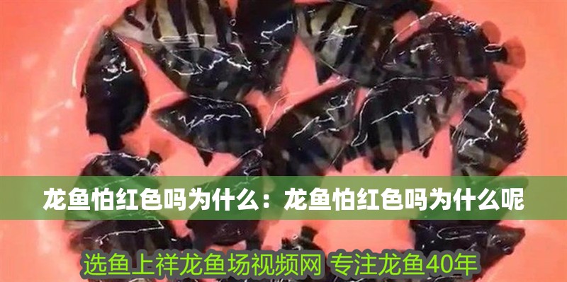 龍魚怕紅色嗎為什么：龍魚怕紅色嗎為什么呢