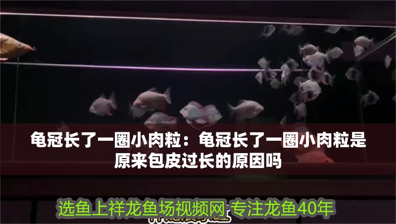 龜冠長了一圈小肉粒：龜冠長了一圈小肉粒是原來包皮過長的原因嗎