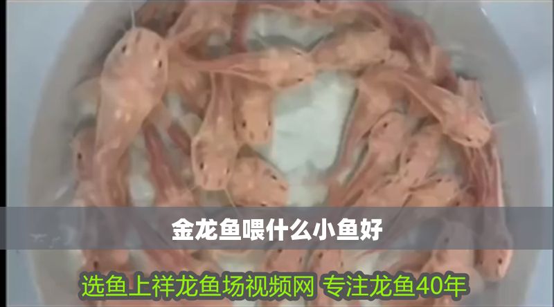 金龍魚喂什么小魚好