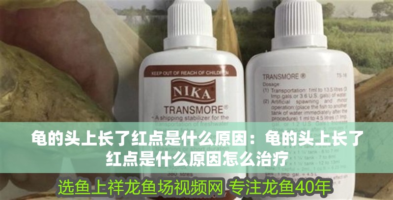 龜的頭上長了紅點是什么原因:龜的頭上長了紅點是什么原因怎么治療