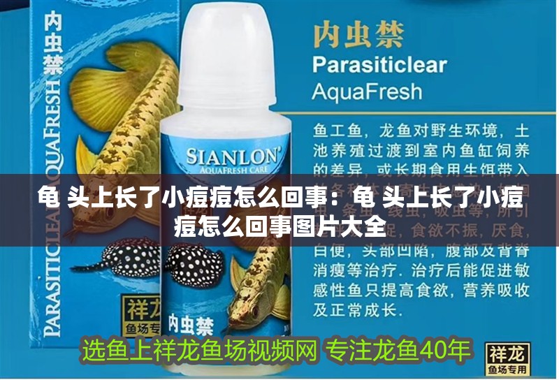 龜 頭上長了小痘痘怎么回事：龜 頭上長了小痘痘怎么回事圖片大全