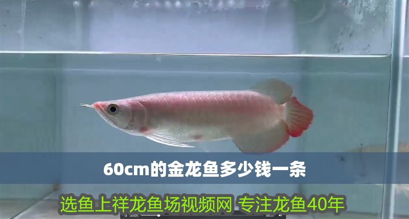 60cm的金龍魚多少錢一條
