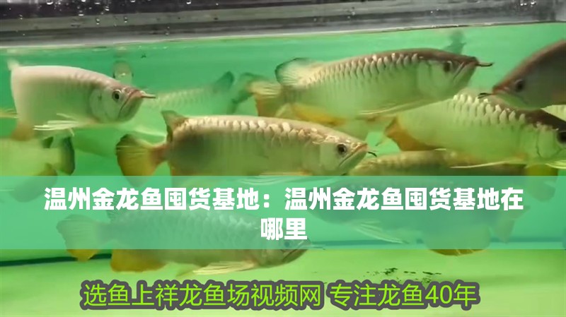 溫州金龍魚囤貨基地：溫州金龍魚囤貨基地在哪里