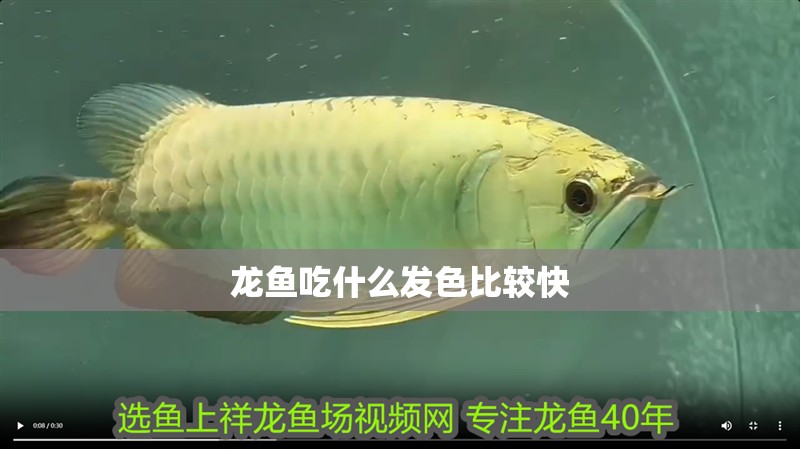 龍魚吃什么發(fā)色比較快