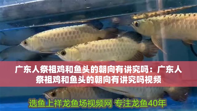 廣東人祭祖雞和魚頭的朝向有講究嗎：廣東人祭祖雞和魚頭的朝向有講究嗎視頻