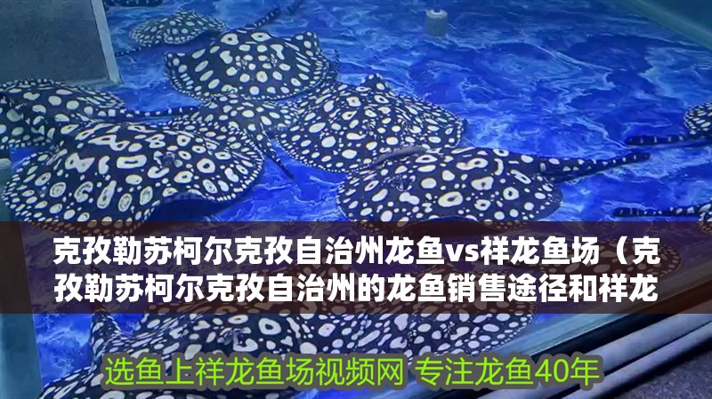 克孜勒蘇柯爾克孜自治州龍魚vs祥龍魚場（克孜勒蘇柯爾克孜自治州的龍魚銷售途徑和祥龍魚場各有優(yōu)勢(shì)）