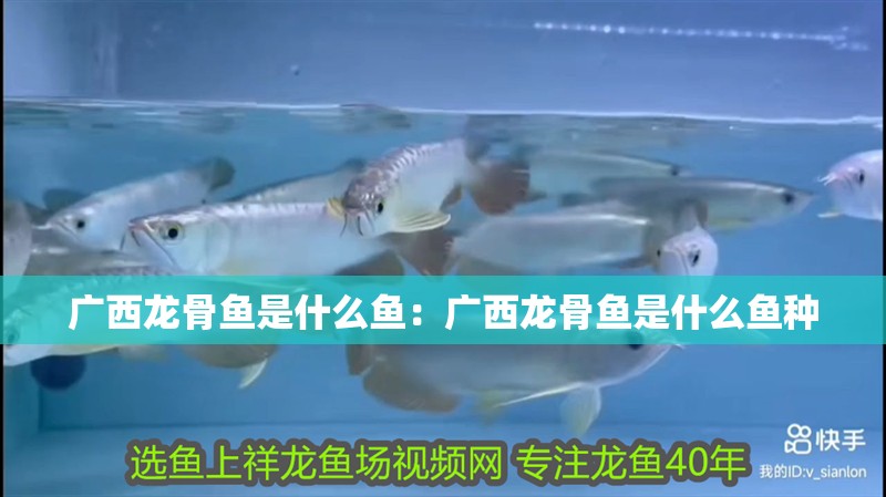 廣西龍骨魚是什么魚：廣西龍骨魚是什么魚種