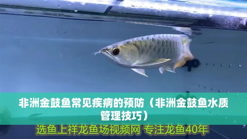 非洲金鼓魚常見疾病的預防（非洲金鼓魚水質管理技巧）