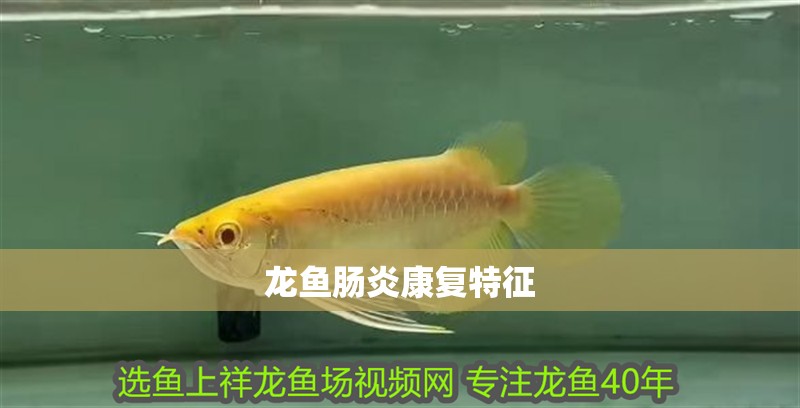 龍魚腸炎康復特征