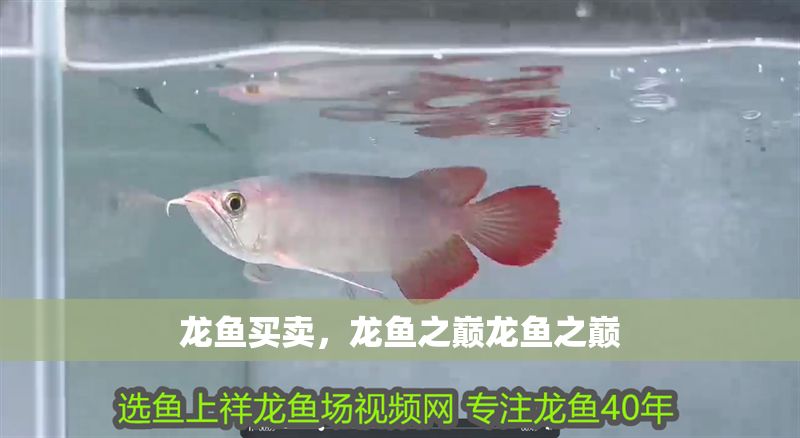 龍魚買賣，龍魚之巔龍魚之巔