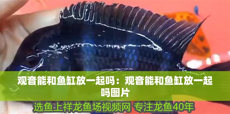 觀音能和魚缸放一起嗎：觀音能和魚缸放一起嗎圖片