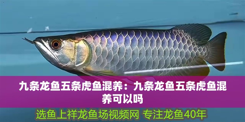 九條龍魚五條虎魚混養：九條龍魚五條虎魚混養可以嗎