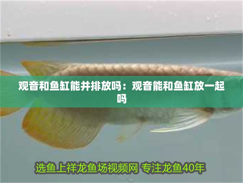 觀音和魚缸能并排放嗎：觀音能和魚缸放一起嗎