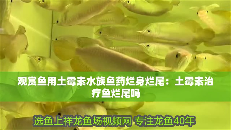 觀賞魚用土霉素水族魚藥爛身爛尾：土霉素治療魚爛尾嗎