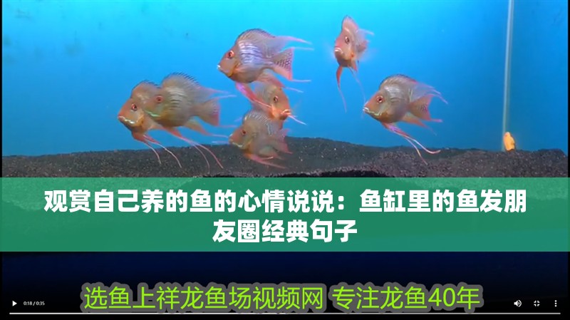 觀賞自己養的魚的心情說說：魚缸里的魚發朋友圈經典句子