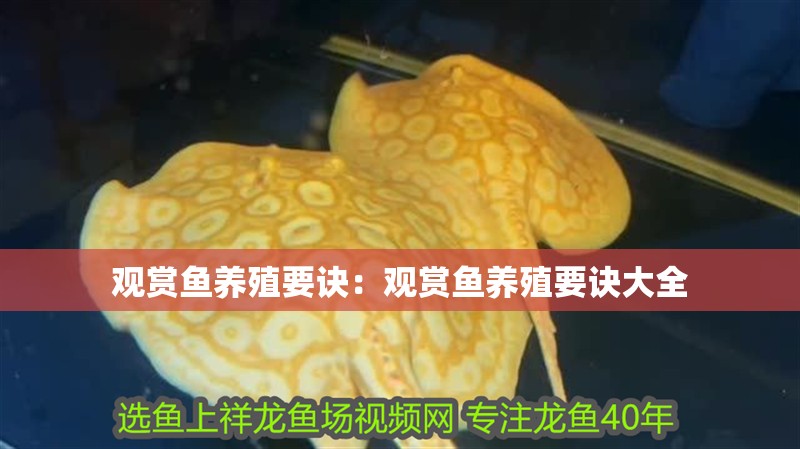 觀賞魚養殖要訣：觀賞魚養殖要訣大全