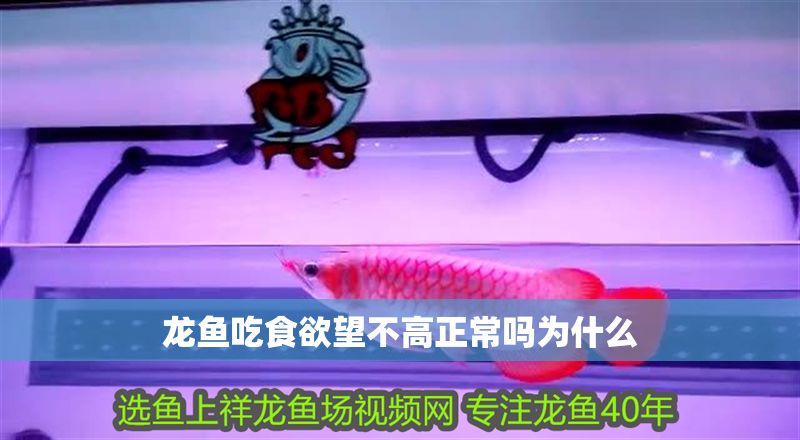 龍魚吃食欲望不高正常嗎為什么