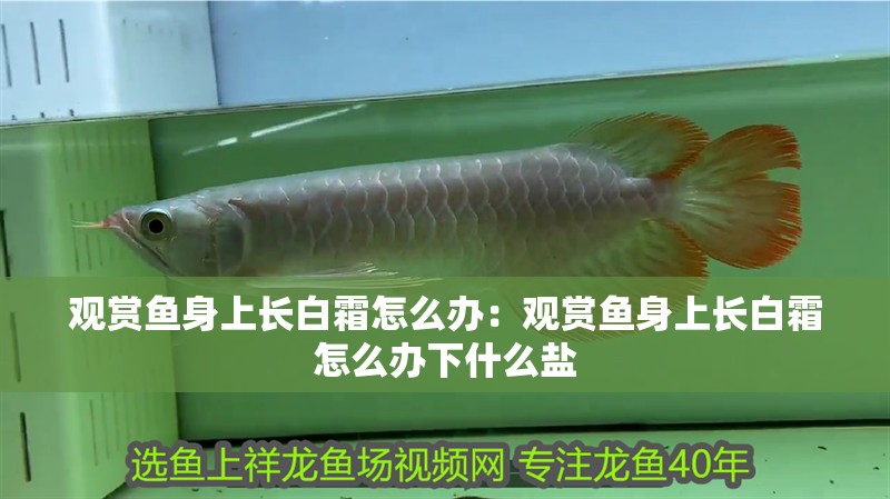觀賞魚身上長白霜怎么辦：觀賞魚身上長白霜怎么辦下什么鹽